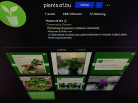 BU Instagram账号的植物